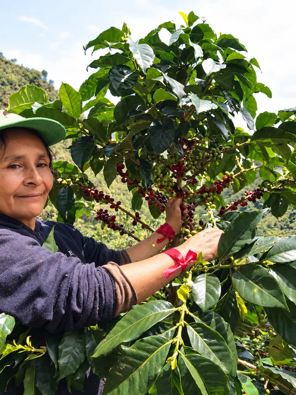 Productora de café recolectando en su cafeto, Huila